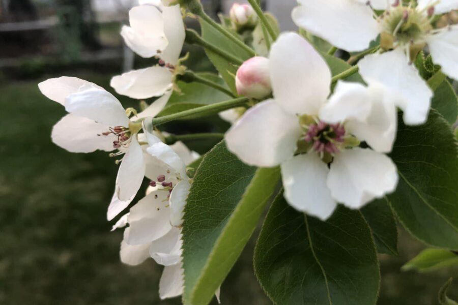 Senolių metodas grįžta: paprastas maisto priedas daro tai, ko nepadaro pesticidai