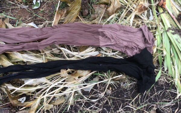 Derlius išlieka sveikas, o šakos nelūžta: sprendimas beveik nieko nekainuoja