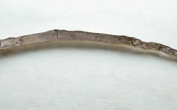 Sensacingas atradimas Graikijoje: rastas beveik 500 tūkst. metų senumo žmogaus medinis įrankis