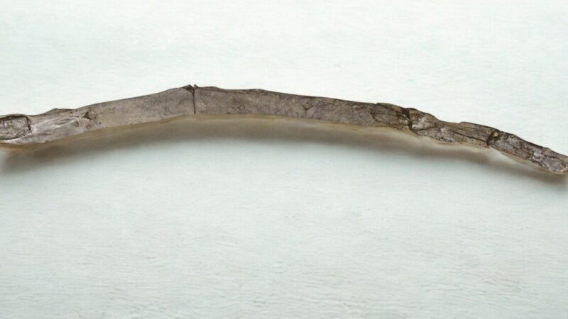 Sensacingas atradimas Graikijoje: rastas beveik 500 tūkst. metų senumo žmogaus medinis įrankis