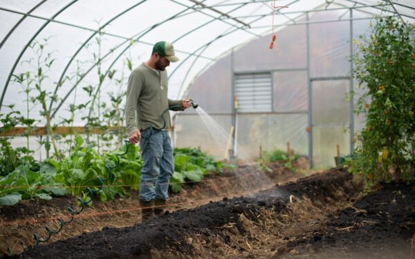 Nenorite pavasarį vėl kovoti su piktžolėmis? Štai ką šiltnamyje privalote padaryti, kol dar neištirpo sniegas
