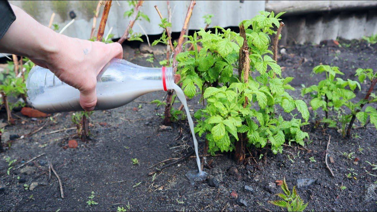 Užsitikrinkite milžinišką aviečių derlių: išbandykite šias tris trąšas, kurios keičia absoliučiai viską