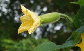 a close up of a yellow flower with green leaves
