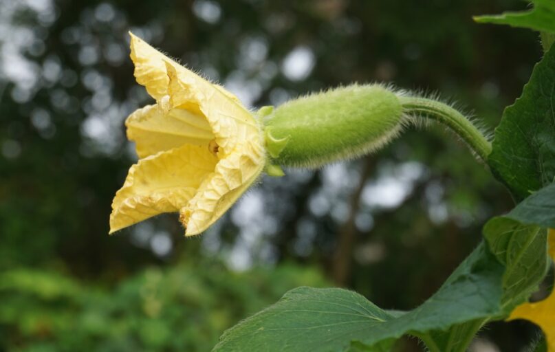 a close up of a yellow flower with green leaves