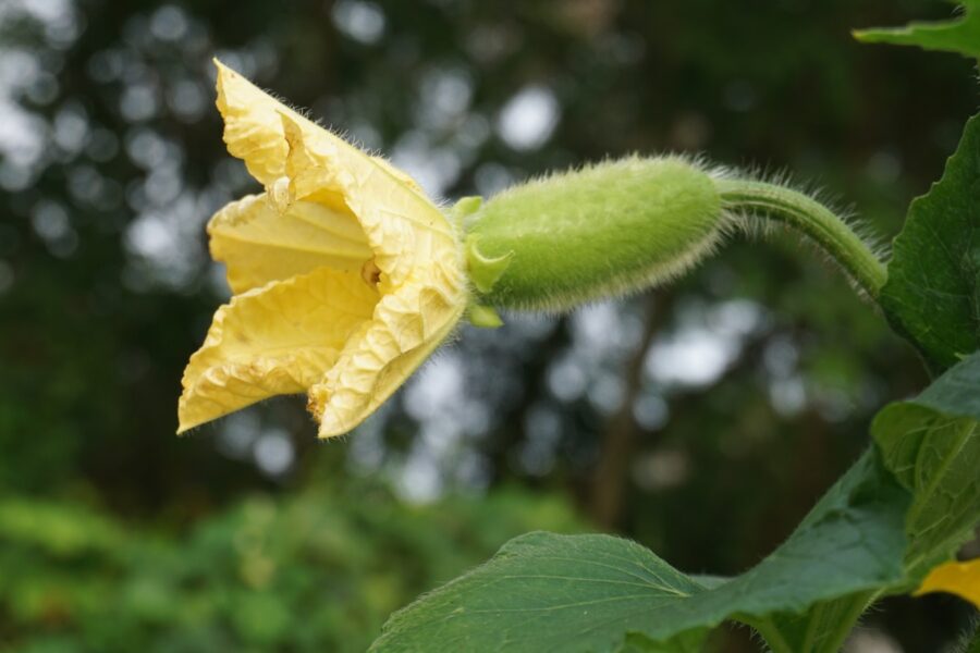 a close up of a yellow flower with green leaves