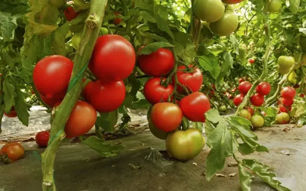 Sodininkų gudrybė, apie kurią retai kalbama: paprasta detalė lemia stipresnius augalus