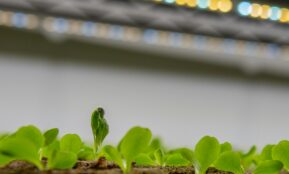 a small green plant sprouts from the ground