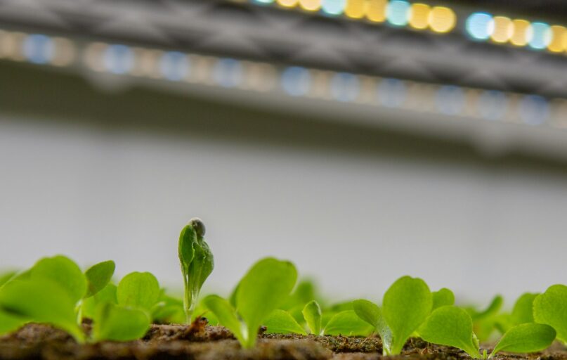 a small green plant sprouts from the ground