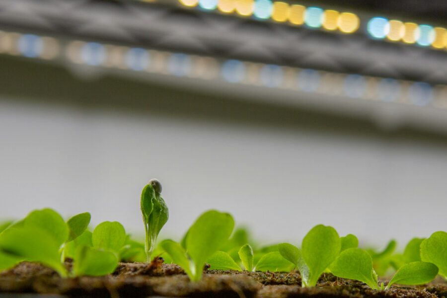 a small green plant sprouts from the ground