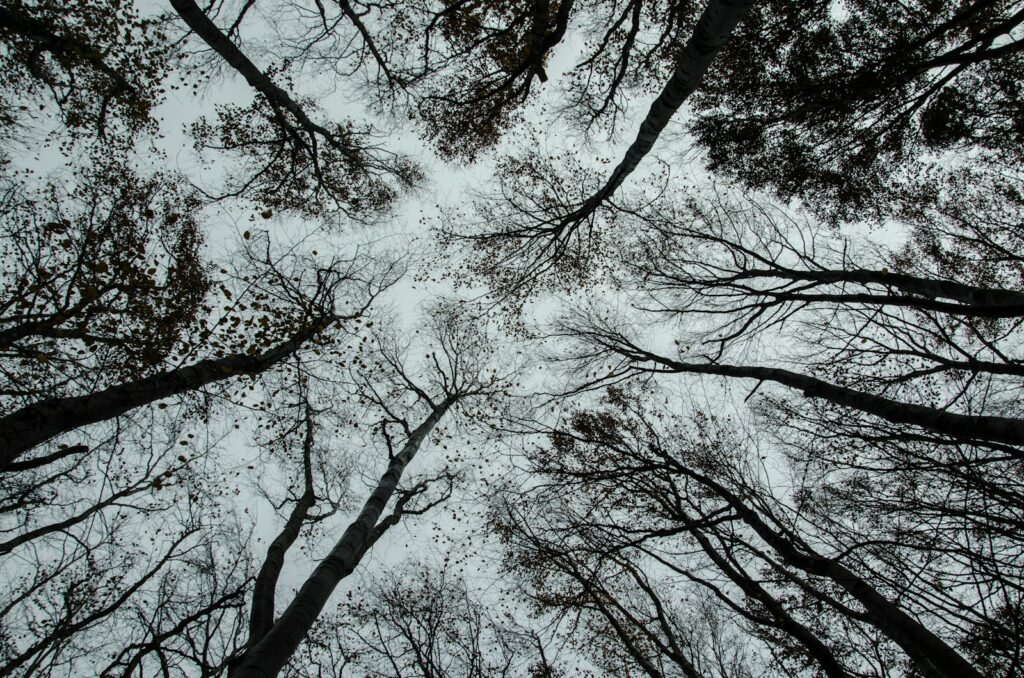bottom view of bare trees