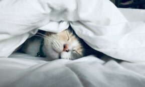 white cat sleeps under white comforter