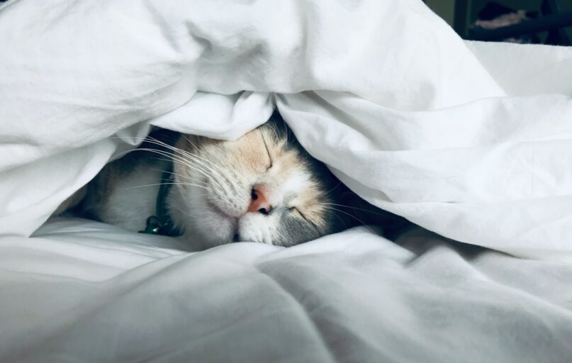 white cat sleeps under white comforter