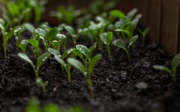 Ką sėti dabar, o ką atidėti kovui? Atskleidė paslaptį, kaip užsiauginti rekordinį derlių