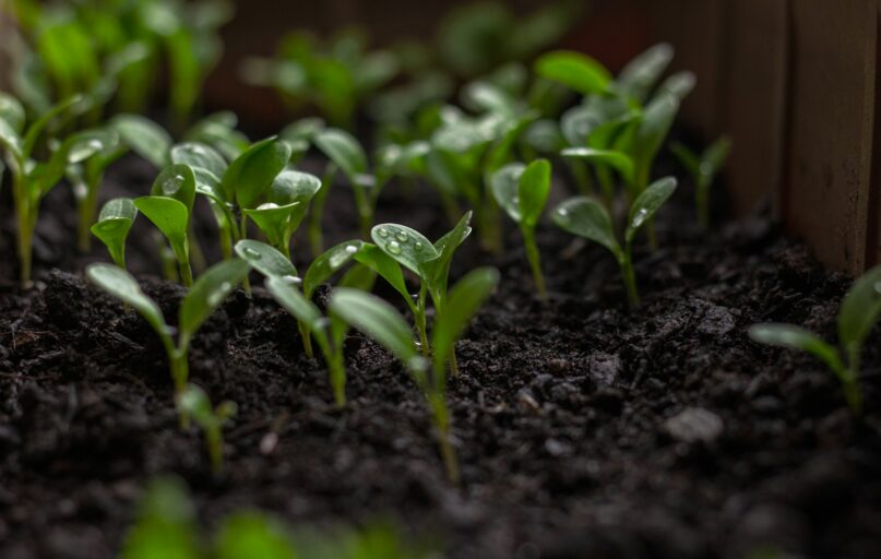 a plant growing in a pot