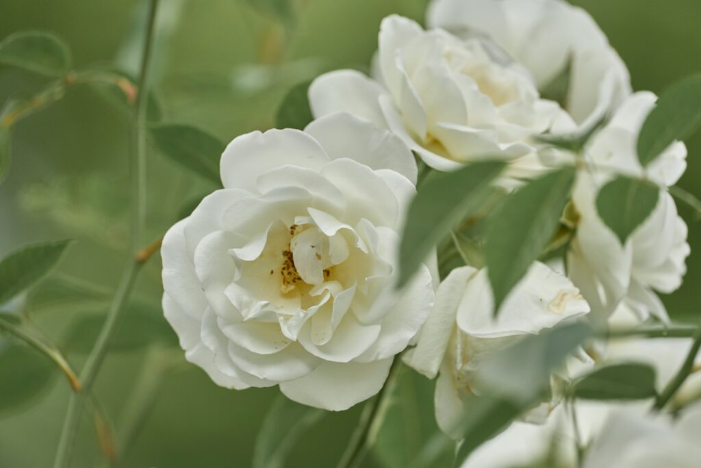 a close up of white flowers