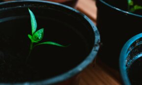 green plant on black pot