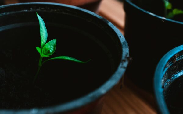 Atskleista didžiausia sodininkų paslaptis: šis paprastas triukas užtikrina rekordinį paprikų derlių