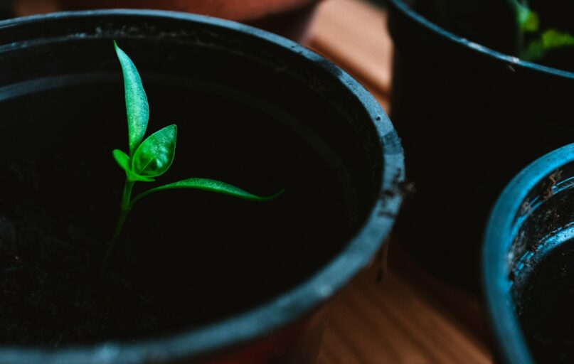 green plant on black pot