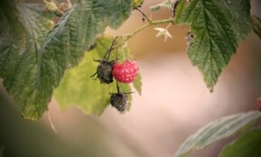 Ripe and unripe raspberries on a branch.
