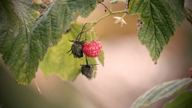 Natūrali aspirino bomba iš sodo: atskleidė, kodėl aviečių šakelės laikomos natūraliu vaistu