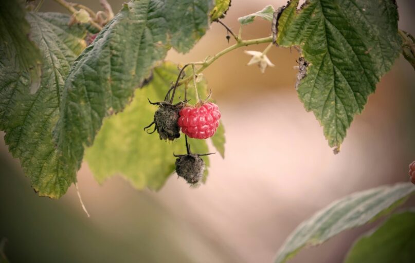 Ripe and unripe raspberries on a branch.