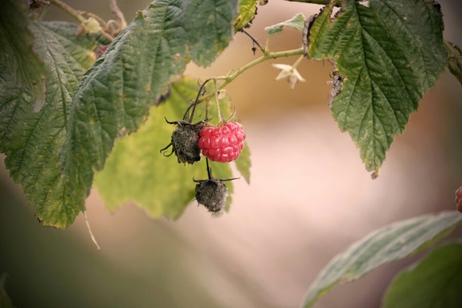 Ripe and unripe raspberries on a branch.