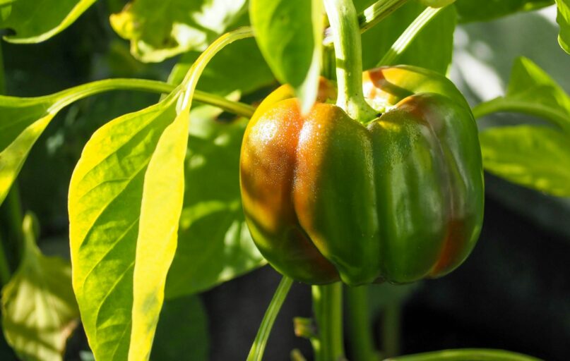 green and red bell pepper
