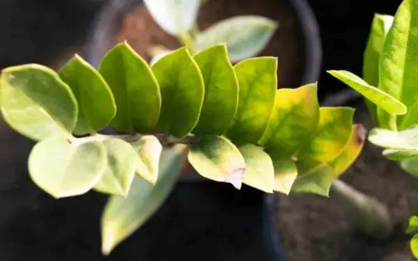 Jei pinigų medis sustojo augti ar pradėjo gelsti, verta išbandyti šį namų metodą