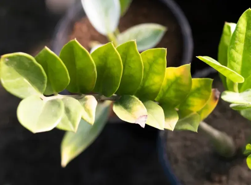 Jei pinigų medis sustojo augti ar pradėjo gelsti, verta išbandyti šį namų metodą