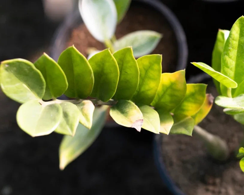 Jei pinigų medis sustojo augti ar pradėjo gelsti, verta išbandyti šį namų metodą