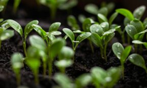 a close up of a group of small green plants