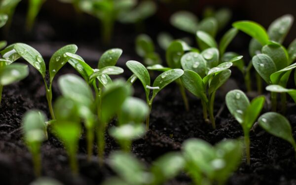Kodėl net geriausios sėklos neužauga: ši klaida ruošiant žemę pasmerkia daigus dar pirmąją dieną
