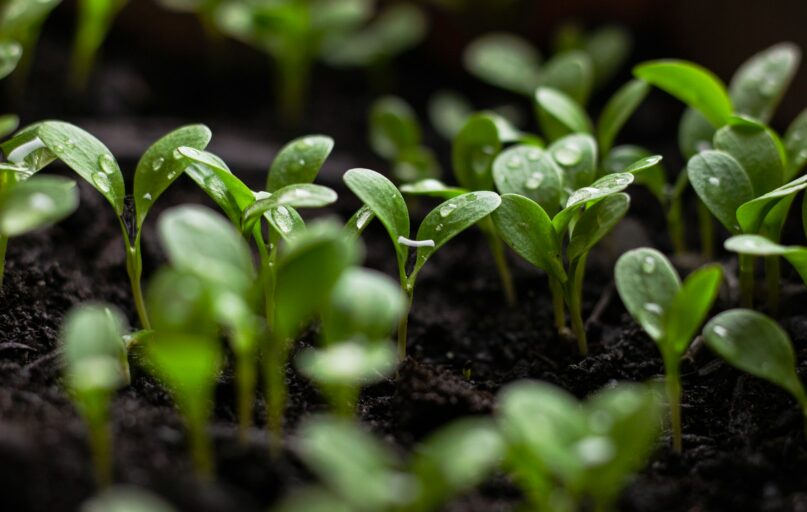 a close up of a group of small green plants