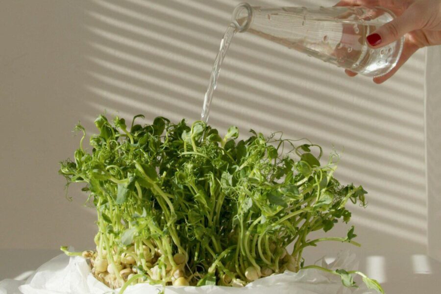 Išbandykite patys: užpyliau daigus paprastu tirpalu, o rezultatas pribloškė net mane pačią