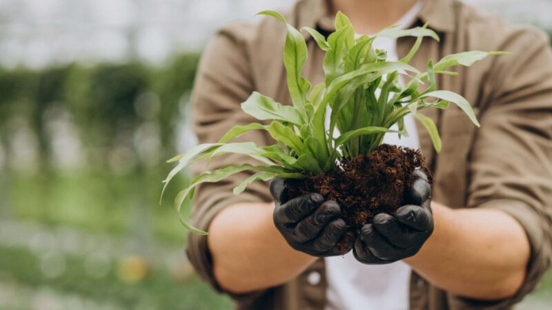 Trečiadienio augalų paslaptis: sužinokite, kuris augalas šiandien siejamas su jūsų Zodiako energija