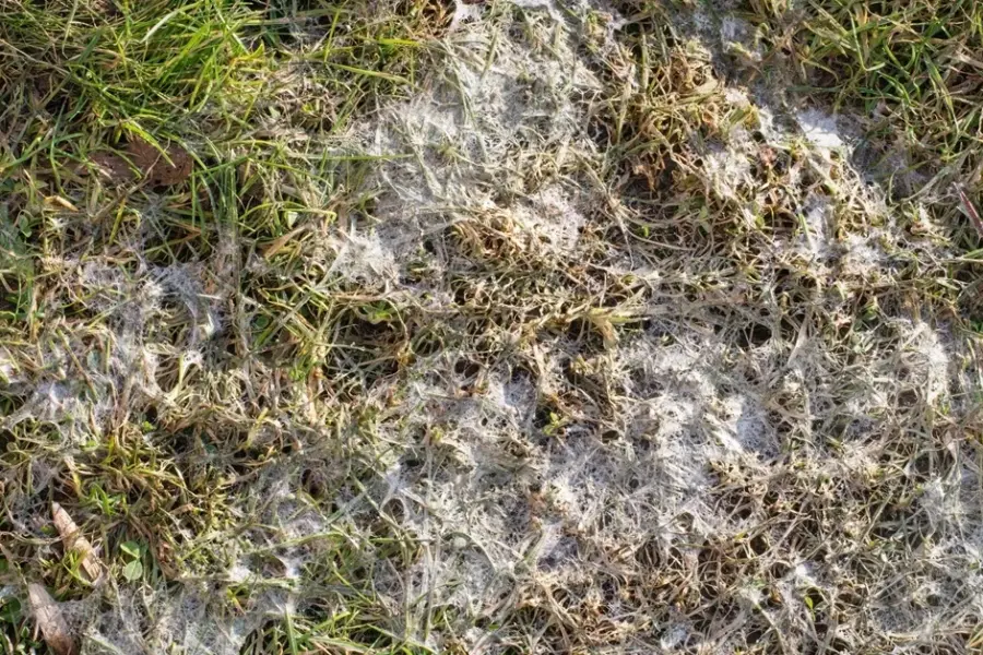 Ar atitirpus sniegui jūsų veja atrodo taip? Specialistai įvardijo 5 dalykus, kuriuos privalu padaryti