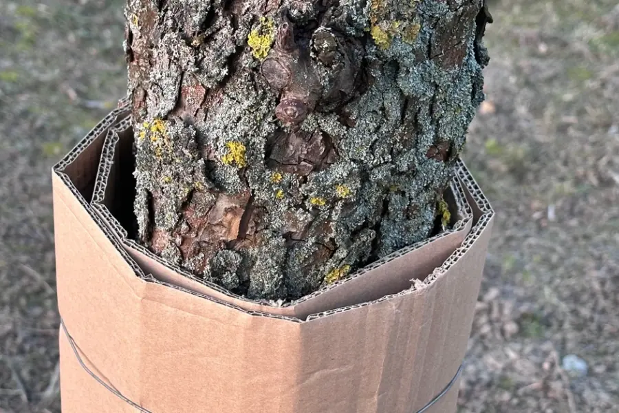 Sodininkai naudoja šį paprastą triuką: kartono juosta gali apsaugoti vaismedžius nuo kenkėjų