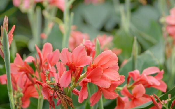 Sodininkai jau seniai atsisakė pelargonijų: Ši egzotiška gėlė akimirksniu pakeis kiemo vaizdą