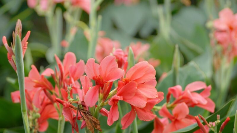 Sodininkai jau seniai atsisakė pelargonijų: Ši egzotiška gėlė akimirksniu pakeis kiemo vaizdą