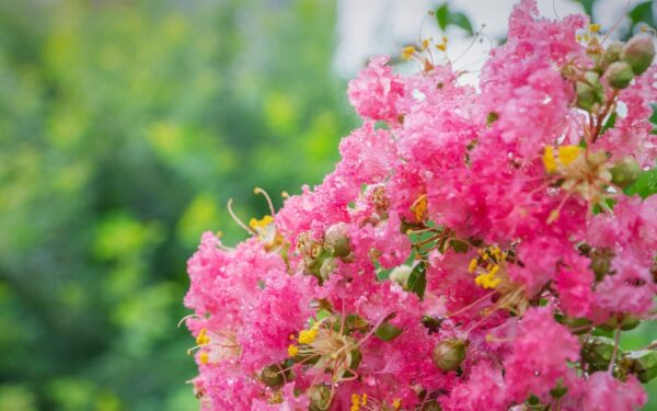 Pamirškite apie hortenzijas: šis krūmas žydi mėnesių mėnesius ir užkariauja lietuvių sodus