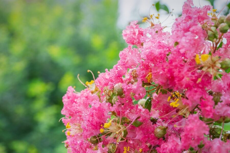 Pamirškite apie hortenzijas: šis krūmas žydi mėnesių mėnesius ir užkariauja lietuvių sodus