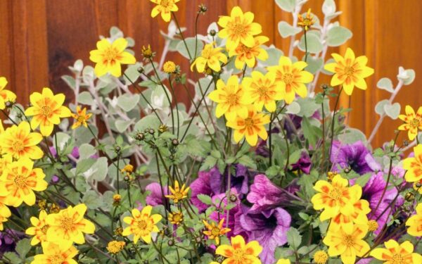 Nuostabūs gėlių žiedai jūsų balkone: ši gėlė žydi be pertraukos iki pat šalnų