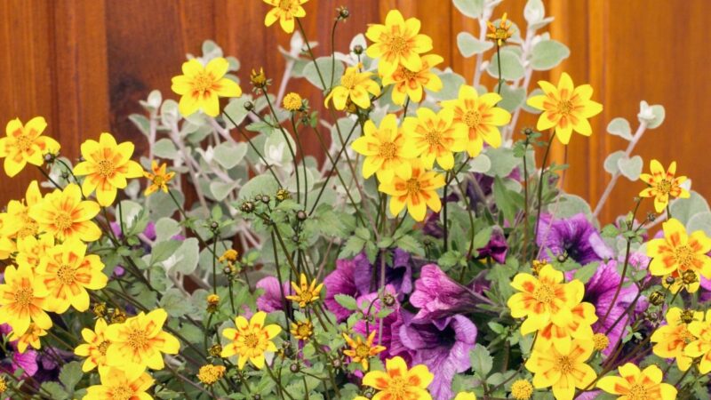 Nuostabūs gėlių žiedai jūsų balkone: ši gėlė žydi be pertraukos iki pat šalnų