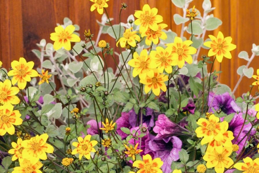 Nuostabūs gėlių žiedai jūsų balkone: ši gėlė žydi be pertraukos iki pat šalnų