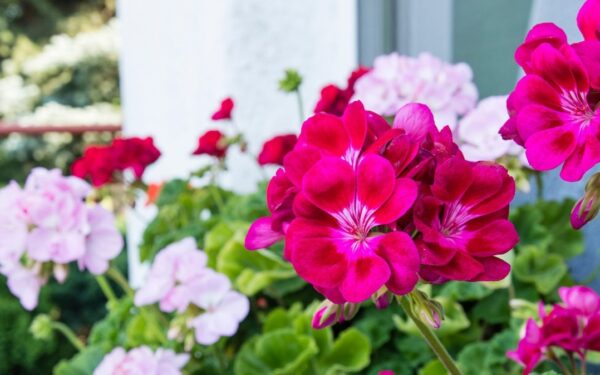 Visi pila lauk, o reikėtų pilti ant pelargonijų: žydi gausiau nei bet kada