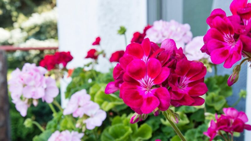 Visi pila lauk, o reikėtų pilti ant pelargonijų: žydi gausiau nei bet kada