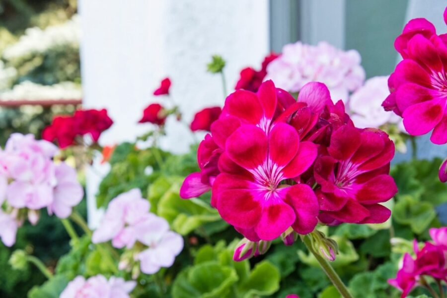 Spalvotos pelargonijos.