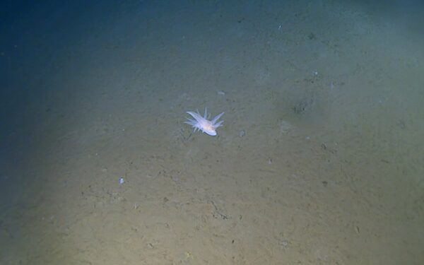 Giliausios vandenynų zonos slepia paslaptis: Japonijoje mokslininkai aptiko neįprastą gyvybės formą