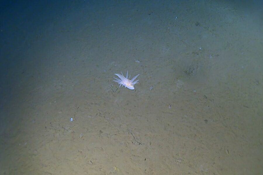 Giliausios vandenynų zonos slepia paslaptis: Japonijoje mokslininkai aptiko neįprastą gyvybės formą