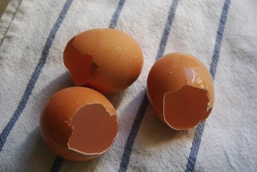 Kiaušinių lukštų nauda augalams: sužinokite, kaip jie gerina dirvą ir kada juos naudoti